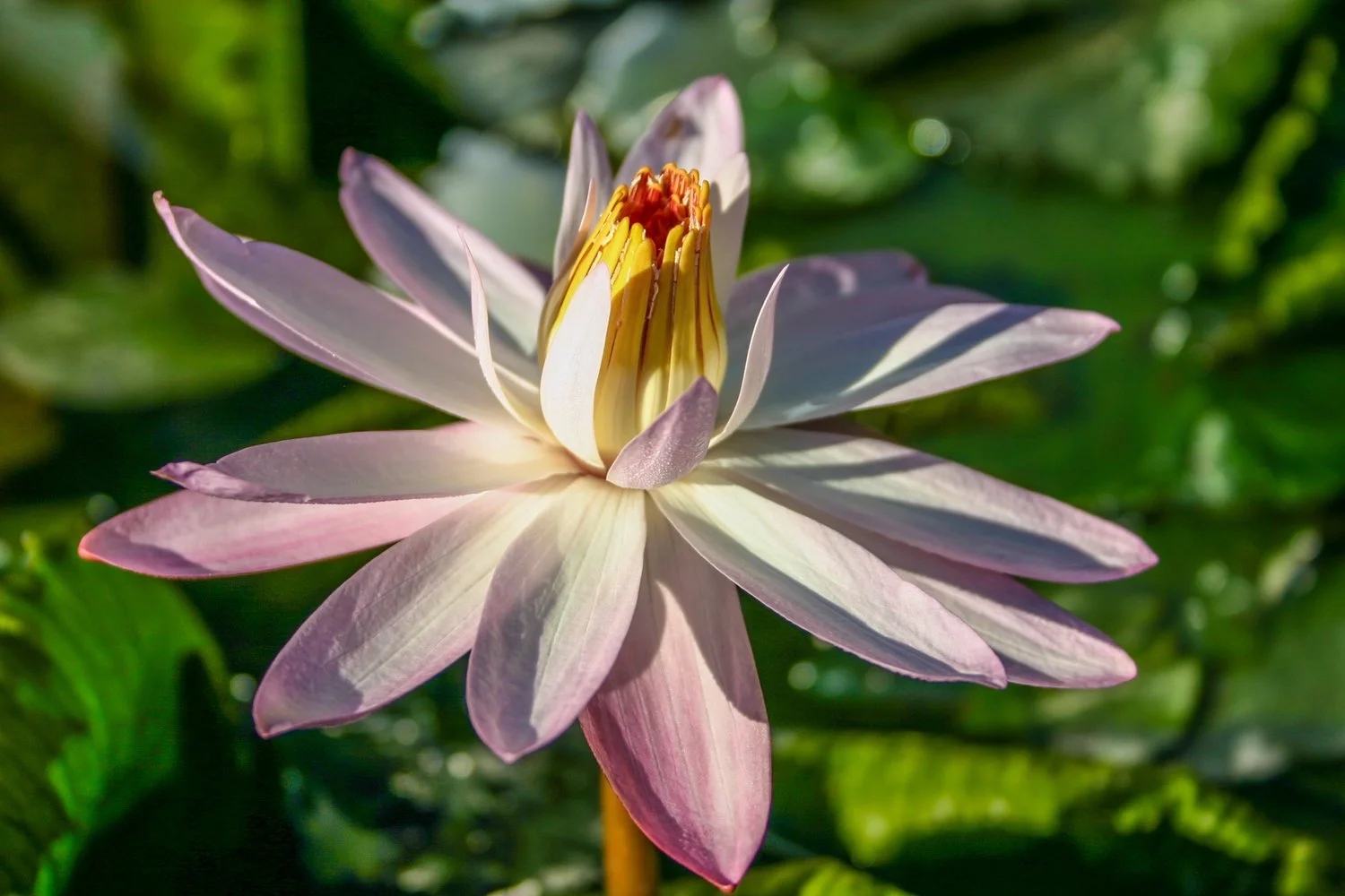 ARABIA エステリ・トムラ ボタニカ \"Nymphaea alba\" Nymphaea alba (White Water Lily)